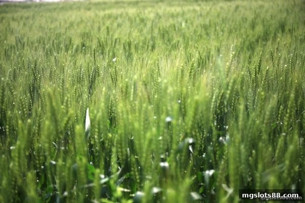 mg电子每日返利深度解析：掌握不计输赢的发放规则与到账时机